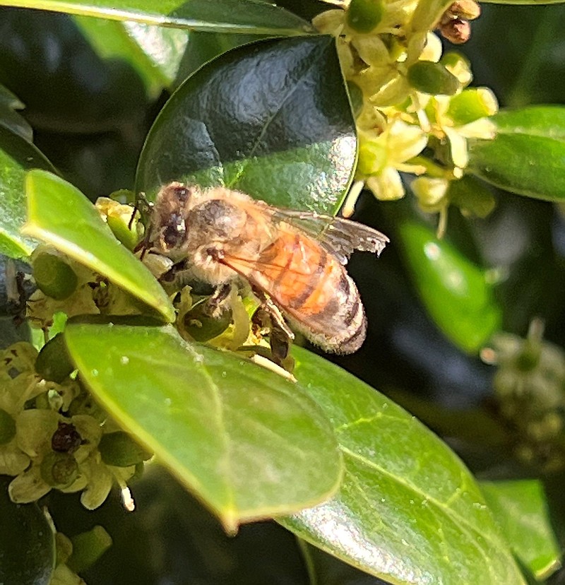 A honey bee with a broken wing visits fragrant holly blossoms April 3, 2022. People should consider delaying spring mowing and mowing less frequently in the summer to help sustain pollinator habitat. (Special to The Commercial/Mary Hightower, University of Arkansas System Division of Agriculture)