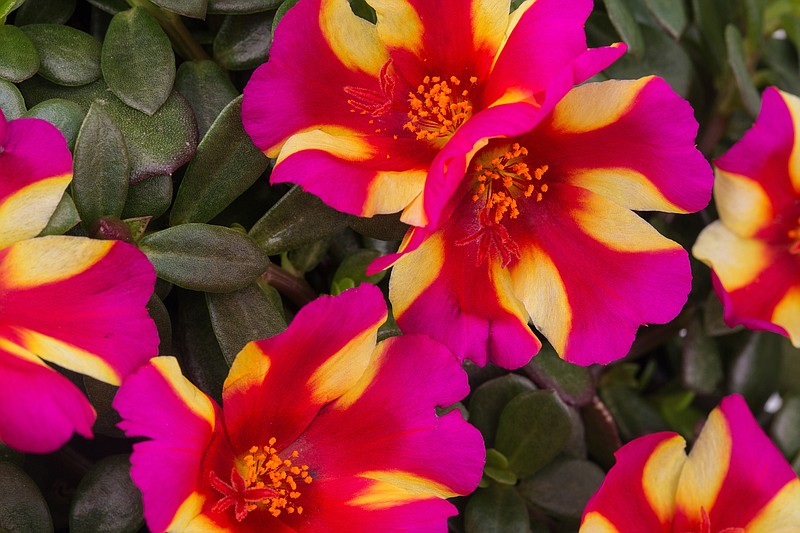 Watermelon Punch is just one of the vivid bicolor plants in the ColorBlast series of portulaca. The Arkansas Diamonds marketing program has added the ColorBlast series of portulaca to its summer 2022 recommendations.  (Photo courtesy of PAC Elsner/Westhoff — www.pac-elsner.com/www.westflowers.de)