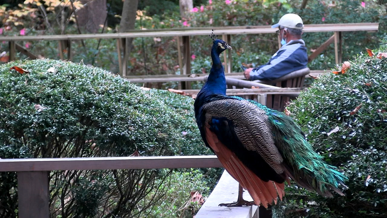 WATCH Garvan Woodland Gardens increases admission rates