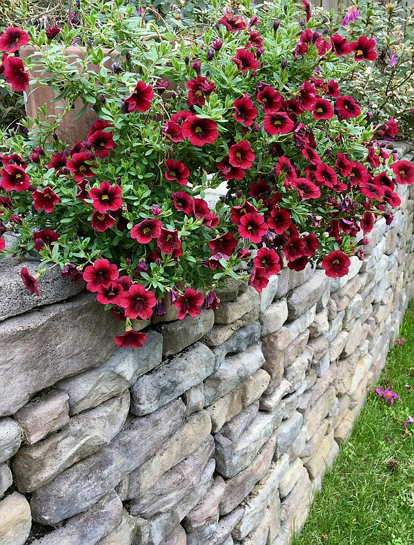 On Gardening: Calibrachoa Superbells gave winter the one-two punch - Vimarsana News