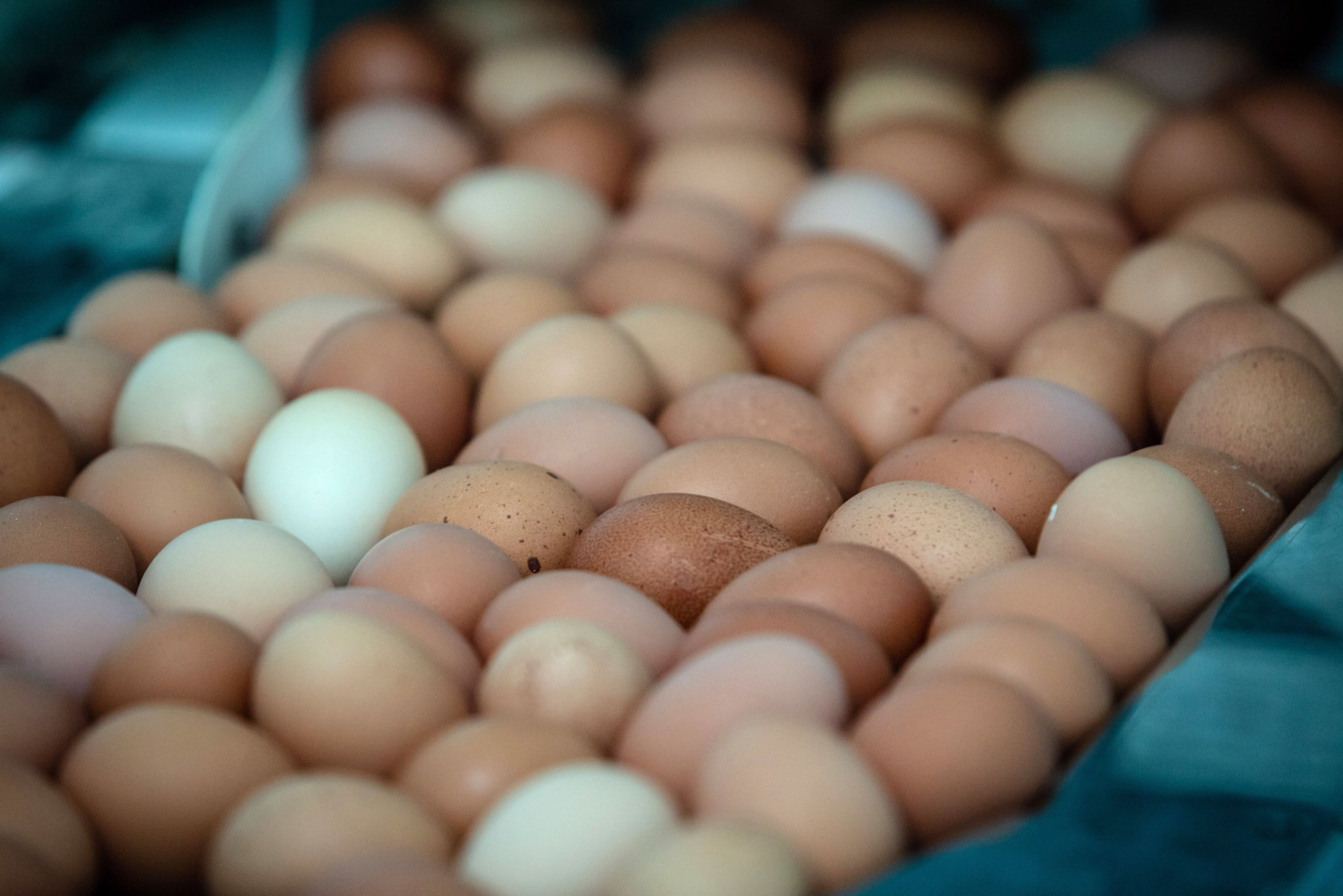 Bird flu burst gives flight to food prices - Vimarsana News