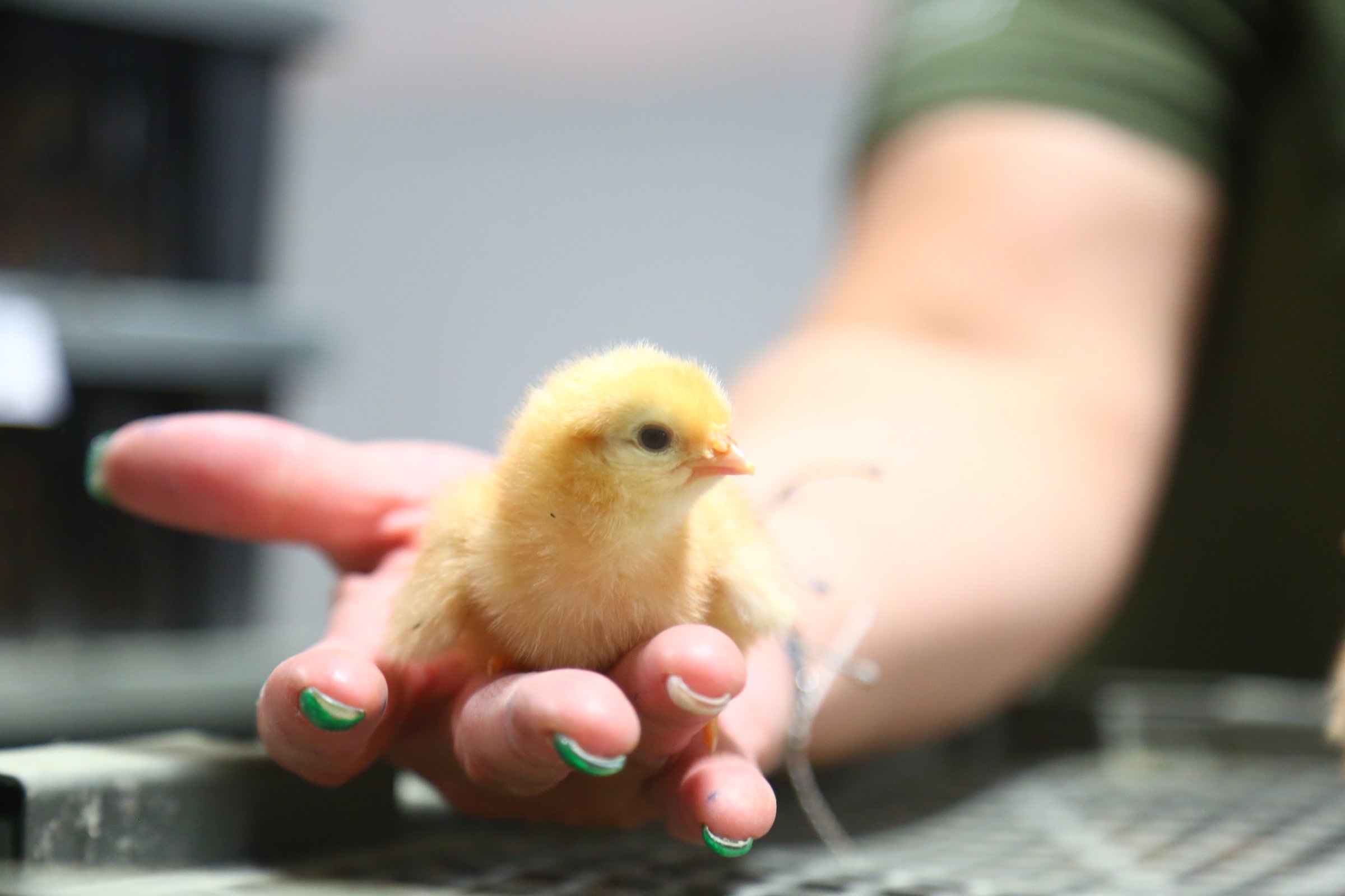 Youth poultry project provides lessons in animal husbandry