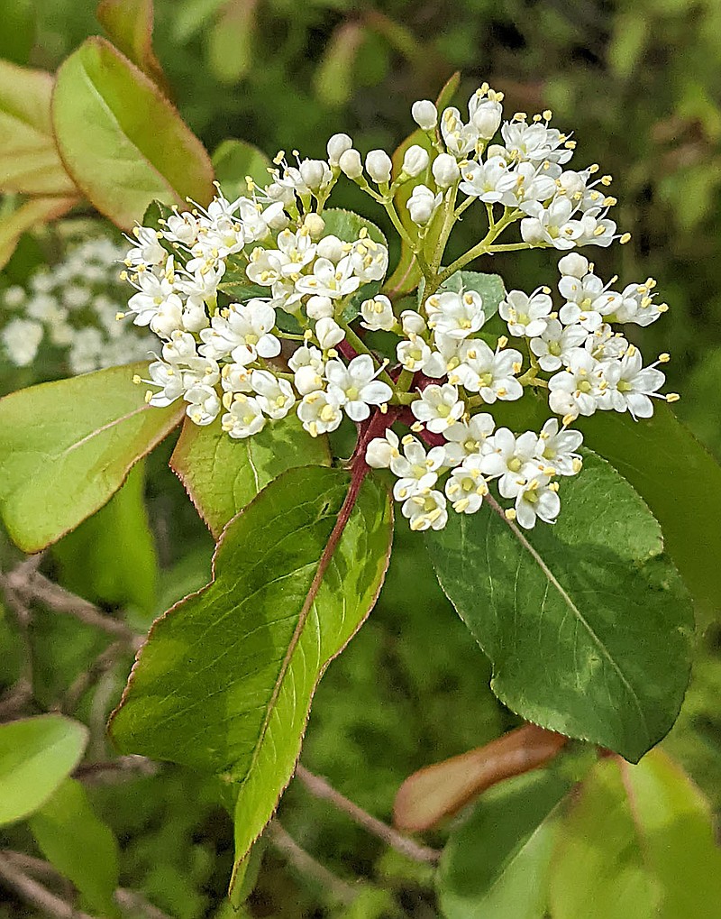 Westside Eagle Observer/RANDY MOLL
Chokeberry blossoms appear as a cluster of white flowers on Saturday, following the rains, at Flint Creek Nature Park in Gentry.
