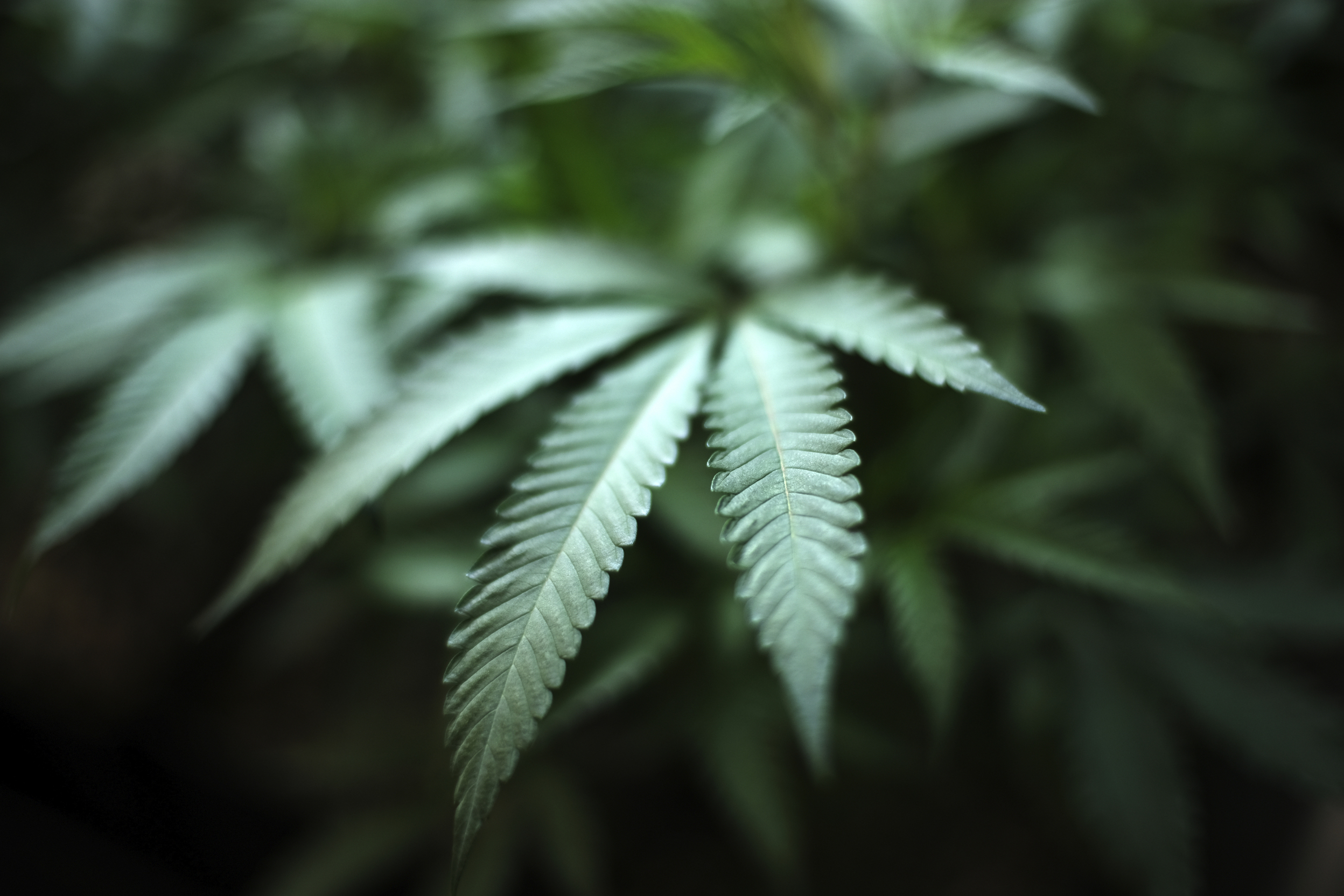 WITH POLL | Police participating in 4/20 campaign to prevent marijuana-impaired driving - Vimarsana News