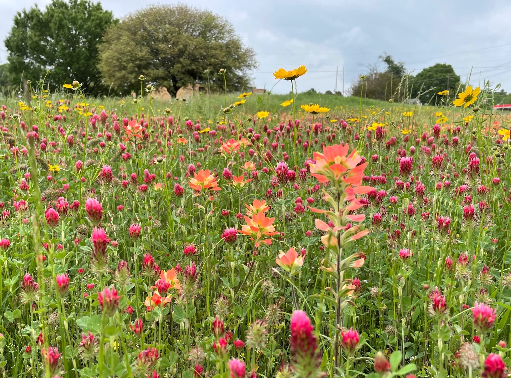 Wildflower Trails this weekend - Vimarsana News
