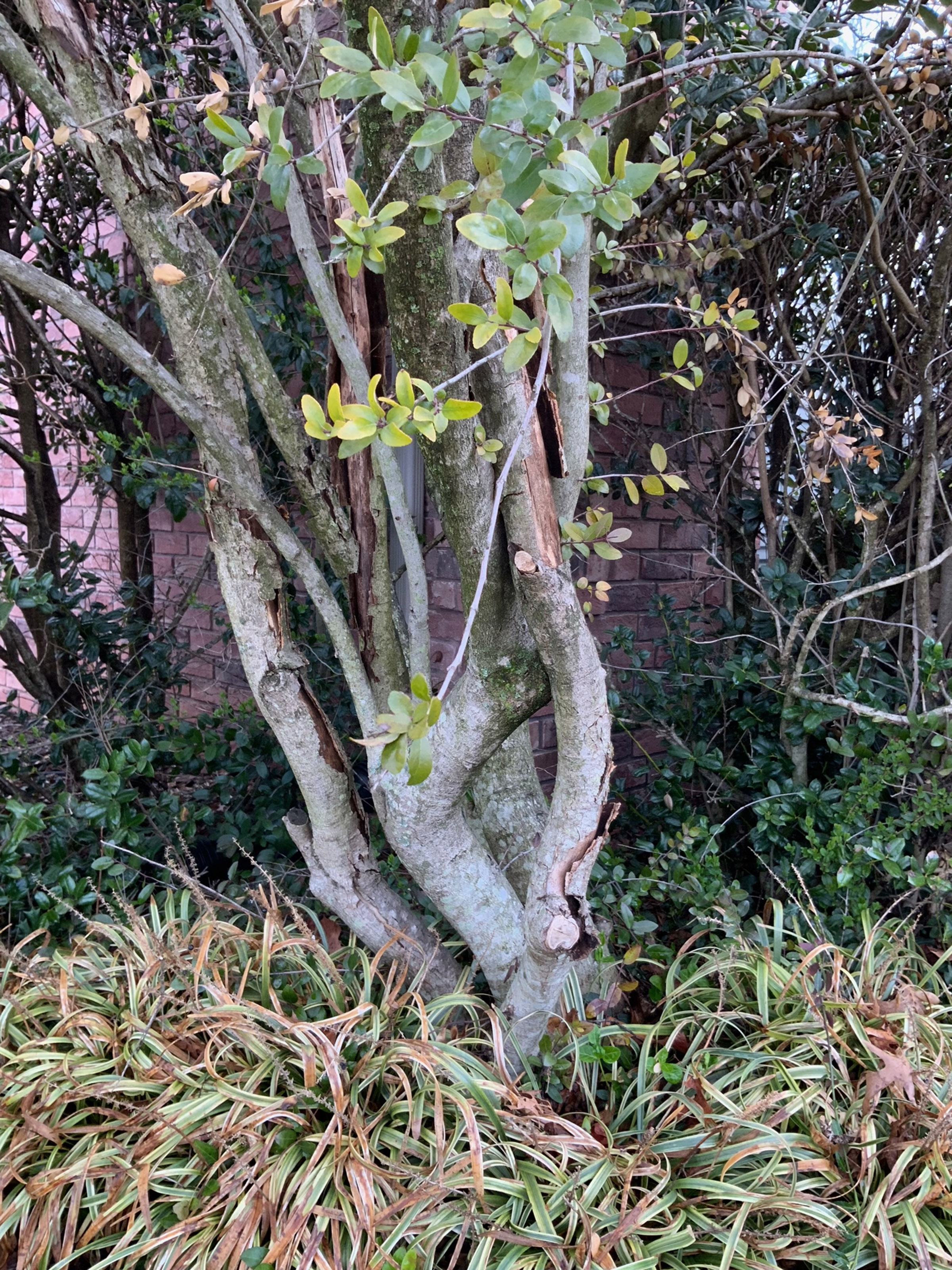 hard plant stem bark