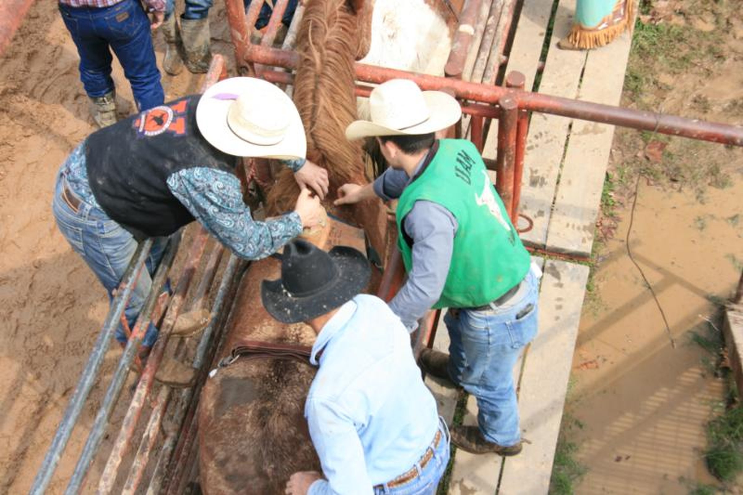 Weevil Stampede starts Thursday