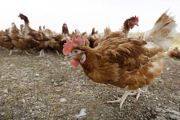 Scholars produce poultry risk map | Pine Bluff Commercial News - Vimarsana News