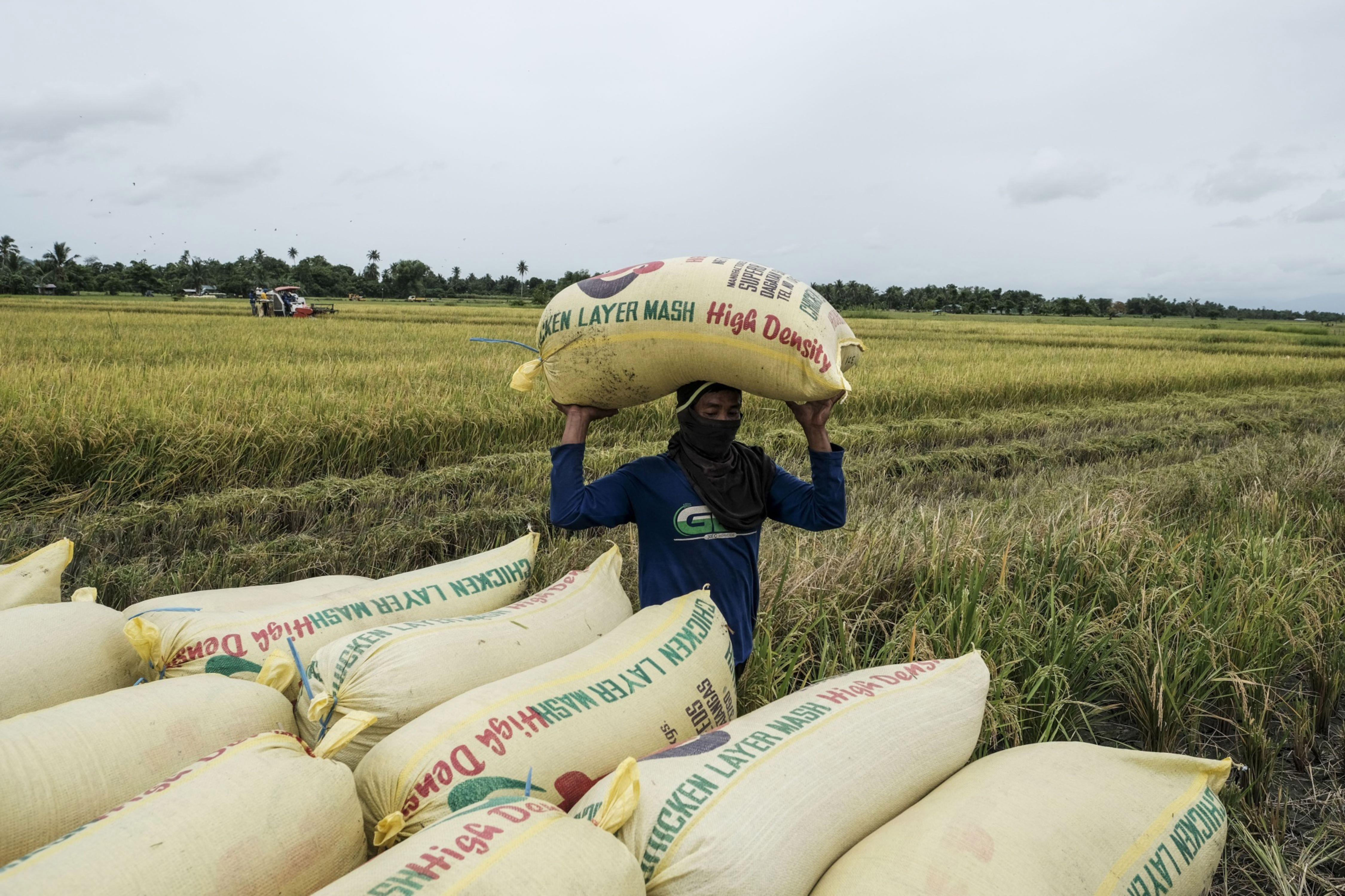 Prices of fertilizer soar, threatening Asian rice output - Vimarsana News