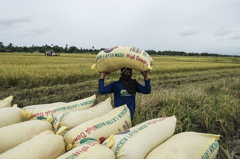 Freshly harvested rice in the Philippines, on April 10. MUST CREDIT: Bloomberg photo by Veejay Villafranca.