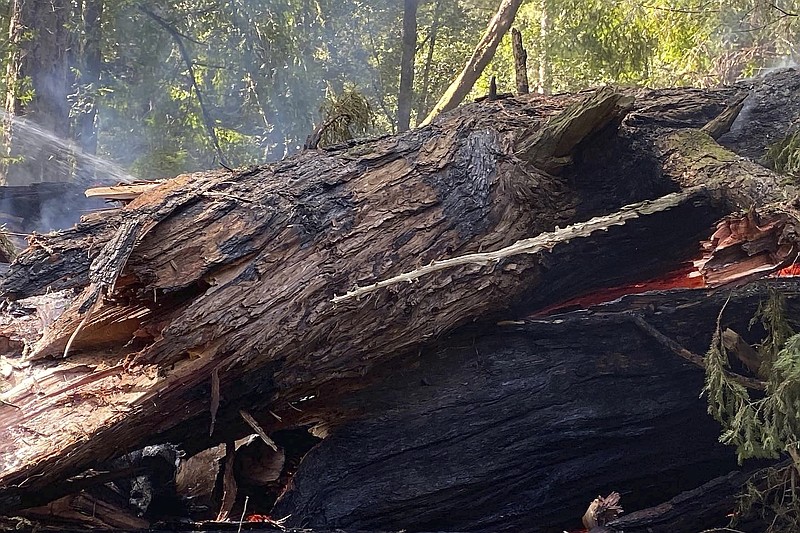 This photo provided by California State Parks shows the Pioneer Tree one of the few remaining old-growth coastal redwoods at Samuel P. Taylor State Park, Calif., on Thursday, March 24, 2022, after it collapsed from a fire. (California State Parks via AP)