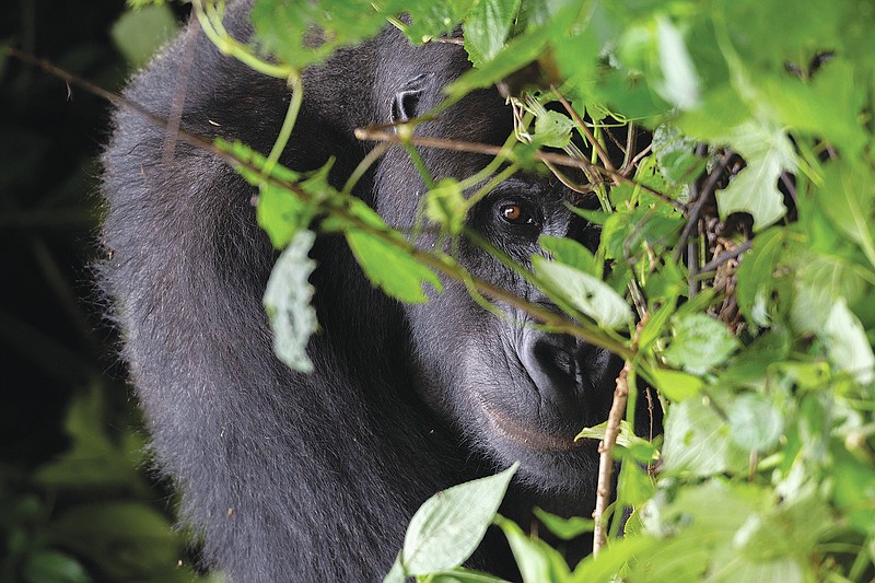 This photo provided by the Dian Fossey Gorilla Fund shows a Grauer’s gorilla in Kahuzi Biega National Park in the Democratic Republic of Congo on Jan. 22, 2019. On Friday, April 22, 2022, the nonprofit fund announced that more land in eastern Democratic Republic of Congo where Grauer's gorillas live will fall under a community-protection initiative. (Dian Fossey Gorilla Fund via AP)