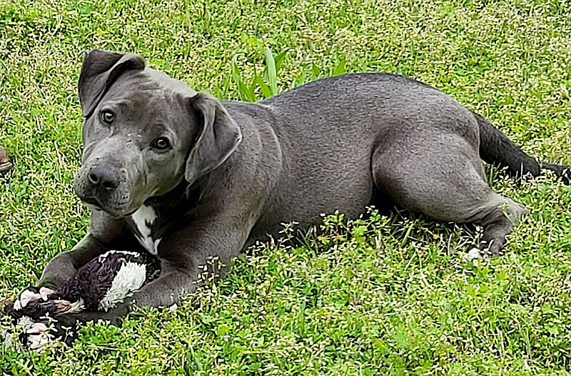 SUBMITTED
Missy is an extremely sweet and loving terrier mix, about 18 months old. She is very calm and quiet. She is a very good dog. She will need to be spayed before leaving the shelter. For more information or to meet Missy, contact Rickey at 479-752-7235.