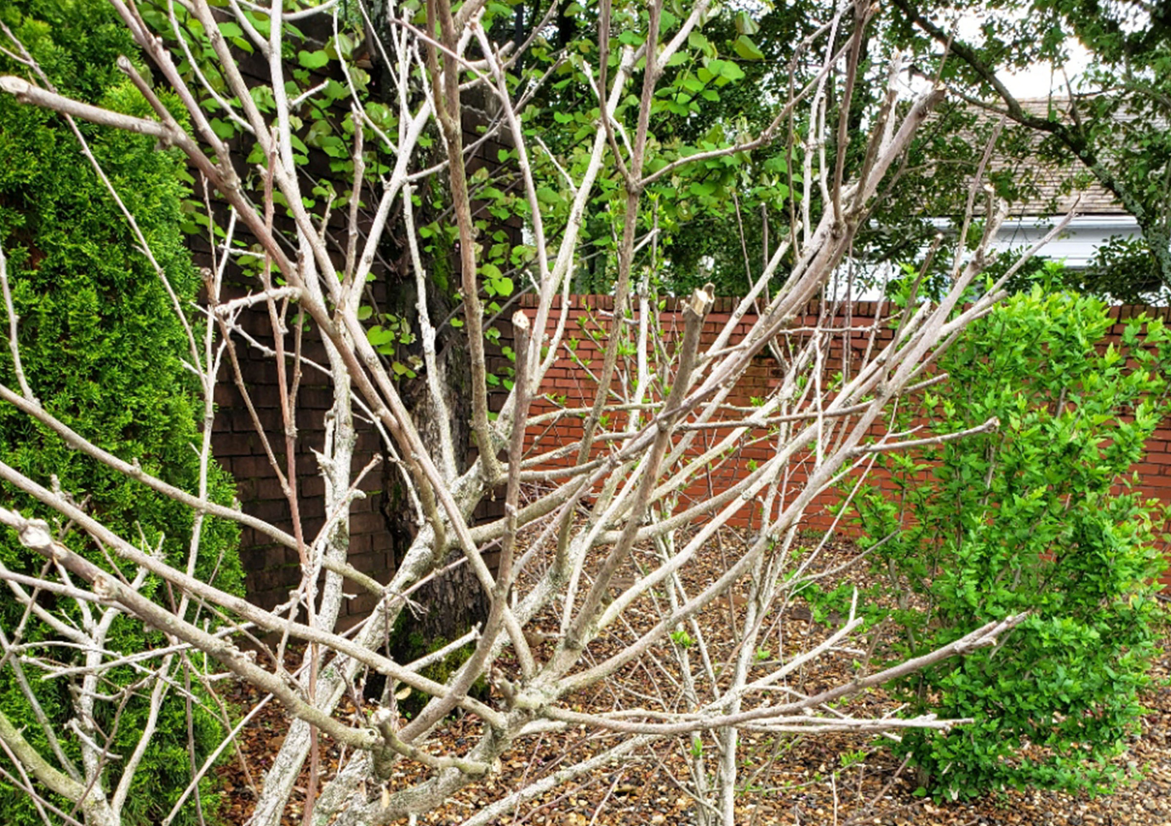 IN THE GARDEN: Samples of ailing plant can help determine course of action regarding its siblings - Vimarsana News