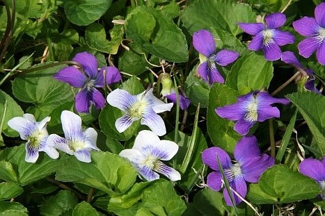 Viola, the Herb of the Year, will in focus during the Medicinal Plant Symposium at Ozark Folk Center State Park in Mountain View May 14. (Special to the Democrat-Gazette)