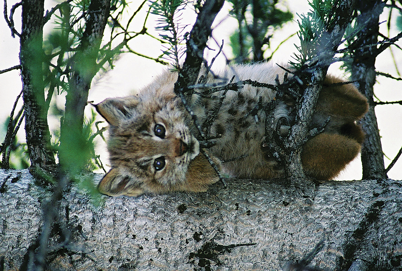 Protecting the Canada Lynx  Vermont Law and Graduate School