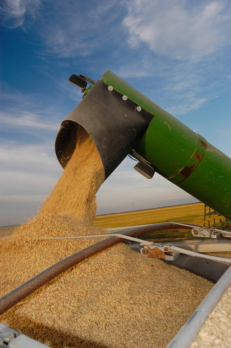 Rice fills a grain truck during the harvest on an Arkansas farm in this undated photo provided by Arkansas Farm Bureau.