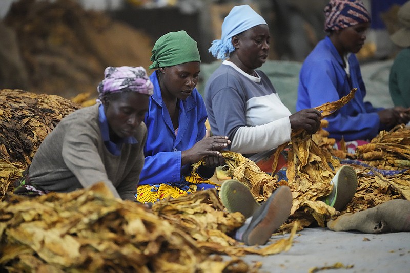 Women sort tobacco at a farm on the outskirts of Harare, Zimbabwe, Saturday, April, 9, 2022. Zimbabwe, Africa’s biggest tobacco grower, has opened its selling season for the crop amid pledges to fight deforestation and child labor in response to pressure from rights groups, environmentalists and international buyers. (AP Photo/Tsvangirayi Mukwazhi)