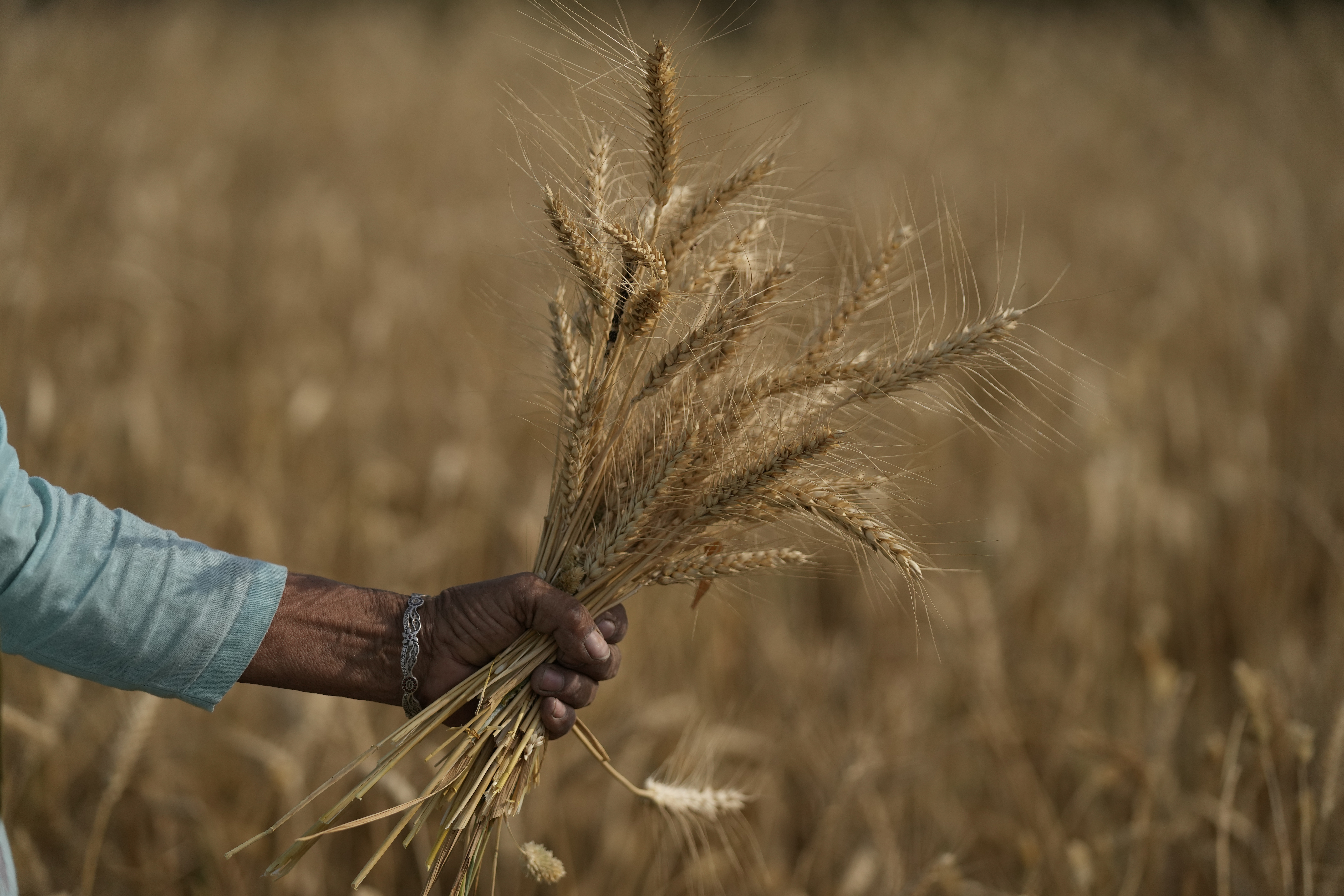 Heat wave scorches India's wheat crop, snags export plans - Vimarsana News