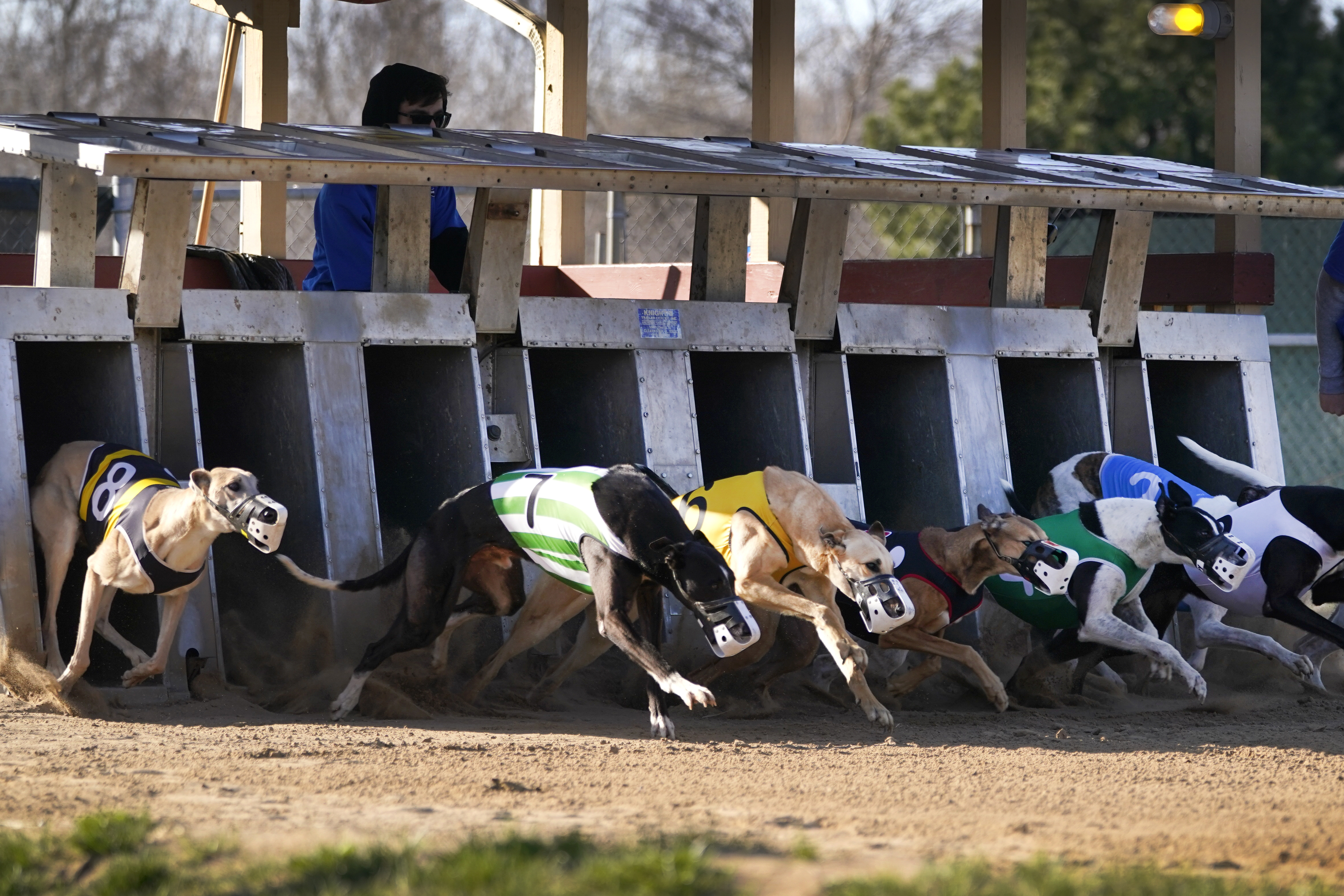 Greyhound racing nearing its end in the U.S. after long slide - Vimarsana News