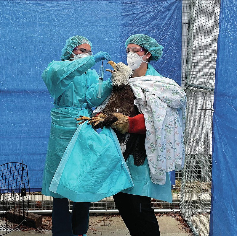 In this photo provided by the Wisconsin Humane Society, two people at the humane society's Wildlife Rehabilitation Center in Milwaukee provide care to a female bald eagle that later tested positive for the avian influenza, April 8, 2022. The female bird had been captured earlier in the day from a lakeside neighborhood after neighbors noticed it on the ground beneath the nest. The U.S. Fish and Wildlife Service reports this new avian influenza strain has been found in 33 states, with eagles affected in at least 15. Officials also say the bird flu is more widespread and affecting more wild bird species compared to the last outbreak in 2015. (Wisconsin Humane Society via AP)