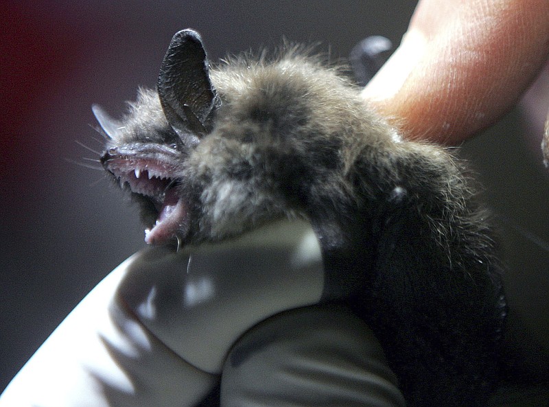 In this Jan. 27, 2009, file photo, a radio transmitter is inserted into a brown bat in an abandoned mine in Rosendale, N.Y. (AP Photo/Mike Groll, File)