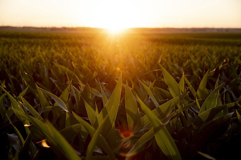 Corn in a field near Tiskilwa, Ill., on June 16, 2021. MUST CREDIT: Bloomberg photo by Daniel Acker.
