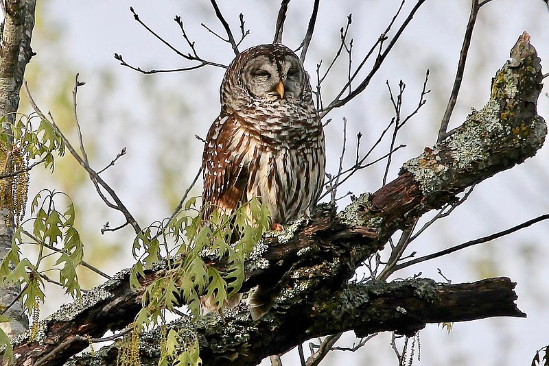 Submitted Photo/Dr. Nancy Jones
A barred owl appears to have his eyes closed as if he's taking advantage of the warm spring weather to catch a short nap. Dr. Nancy Jones took this photo of the owl in Gravette on Thursday, May 5.