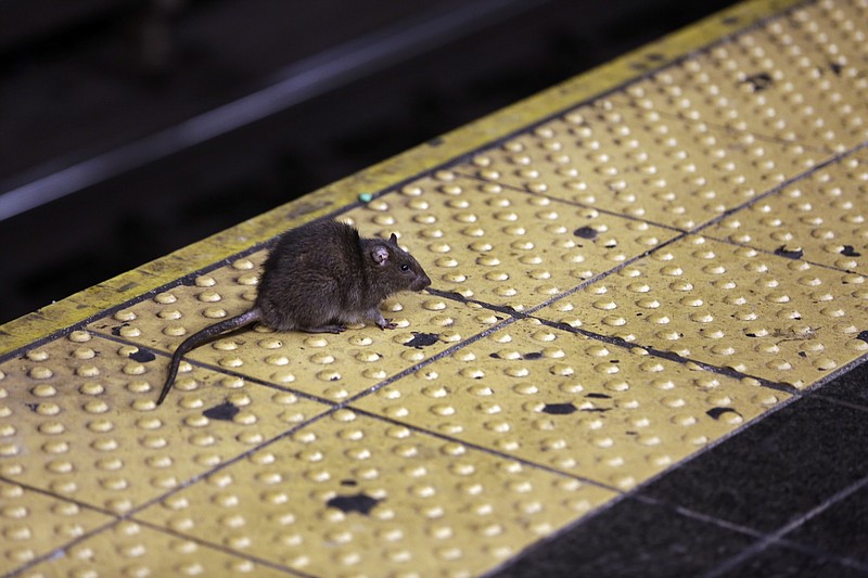 FILE - A rat crosses a Times Square subway platform in New York on Jan. 27, 2015. So far this year, people have called in some 7,100 rat sightings &#x2014; that&#x2019;s up from about 5,800 during the same period last year, and up by more than 60% from roughly the first four months of 2019, the last pre-pandemic year. (AP Photo/Richard Drew, File)