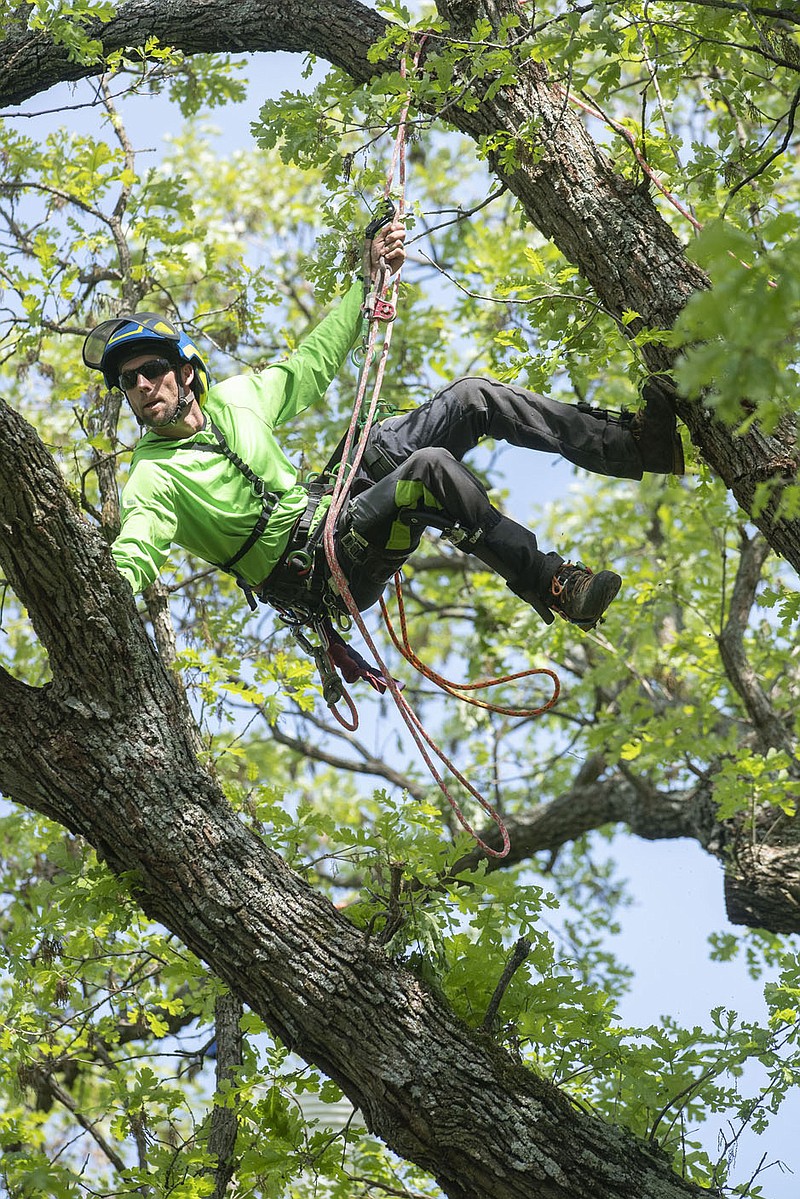 Tree Climbing Reaches New Heights  Washington County Enterprise-Leader