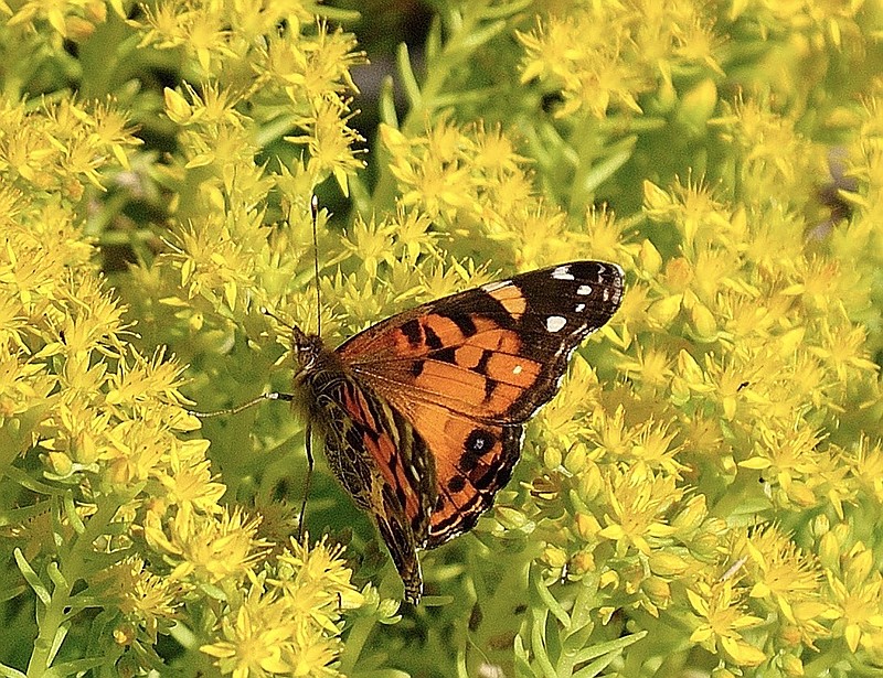 In late April pollinators like this American Lady take notice of the yellow blossoms. (TNS/Norman Winter)