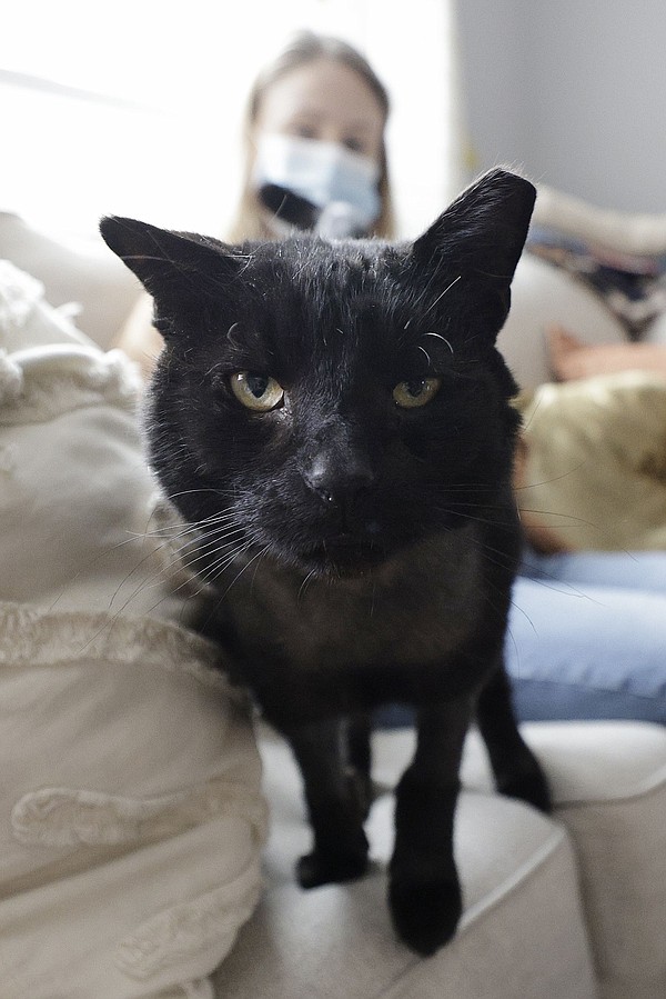 Buddy the cat was facing certain death. Now he's helping ensure other Philly animals survive - Vimarsana News