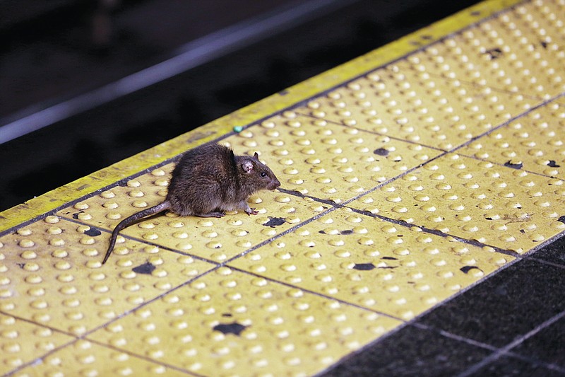 FILE - A rat crosses a Times Square subway platform in New York on Jan. 27, 2015. So far this year, people have called in some 7,100 rat sightings — that’s up from about 5,800 during the same period last year, and up by more than 60% from roughly the first four months of 2019, the last pre-pandemic year. (AP Photo/Richard Drew, File)