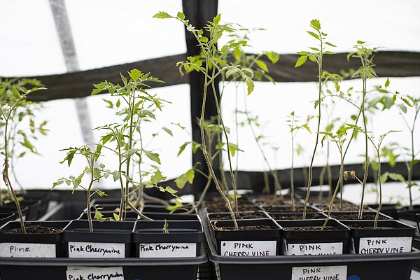 Chicago's Tomato Man on mission to help others rethink the plant by offering more than 100 varieties of heirloom tomatoes - Vimarsana News