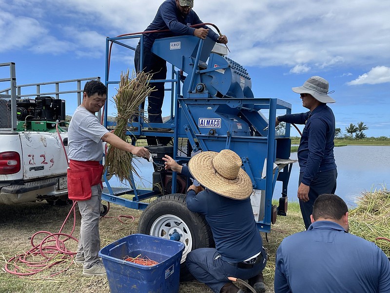 Xueyan Sha, senior rice breeder for the Arkansas Agricultural Experiment Station, works with the crew at the University of Puerto Rico-Mayaguez?s Lajas Experiment Station in March during the 2022 off-season rice harvest of breeding materials and seed increases. (Special to The Commercial/University of Arkansas System Division of Agriculture)