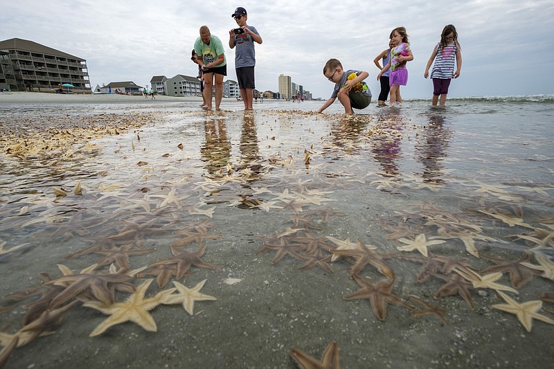 Massive starfish washes up on Texas shore. How big is it?