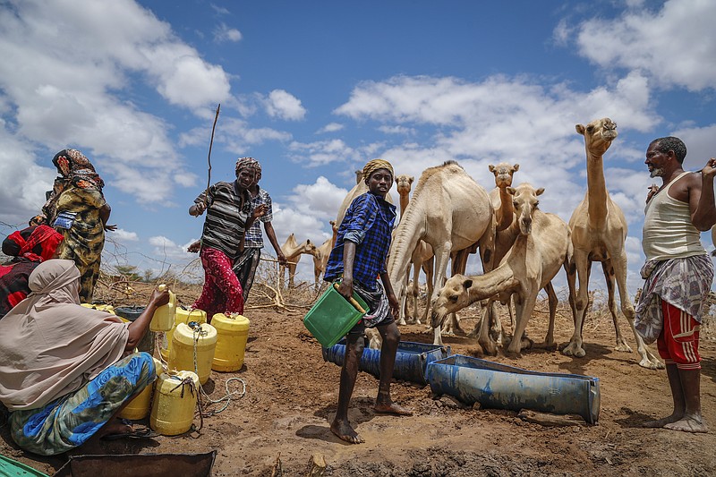 FILE - Herders supply water from a borehole to give to their camels during a drought near Kuruti, in Garissa County, Kenya on Oct. 27, 2021. The frequency and duration of droughts will continue to increase due to human-caused climate change, with water scarcity already affecting billions of people across the world, the United Nations warned in a report Wednesday, May 11, 2022. (AP Photo/Brian Inganga, File)