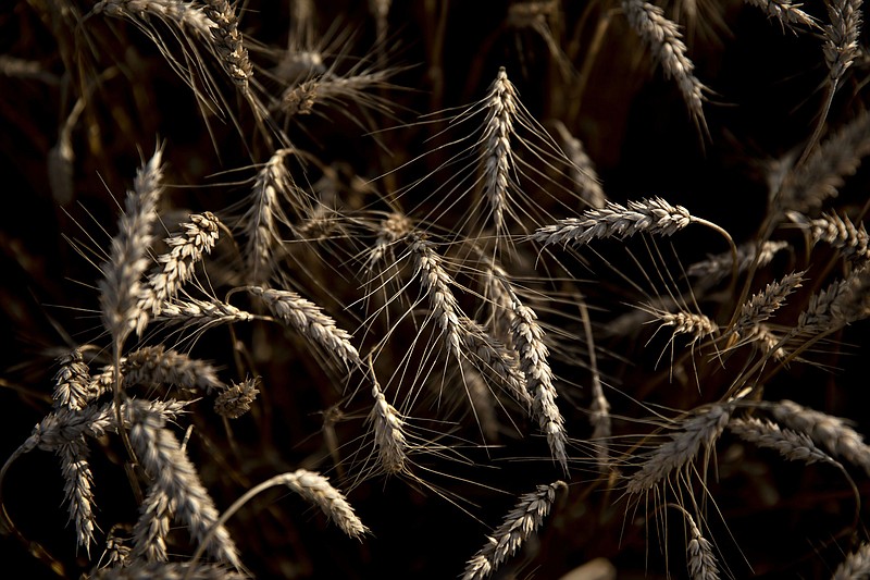 Soft red winter wheat in a field during harvest. MUST CREDIT: Bloomberg photo by Daniel Acker.