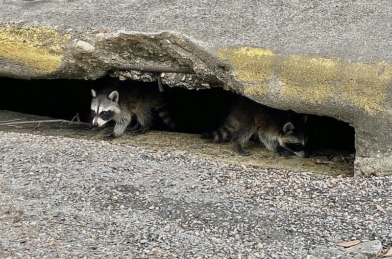 A pair of rambling raccoons explore the entrance to a storm drain after walking across the street from Wadley hospital in the 900 block of Olive on Saturday, May 14, 2022, in Texarkana, Texas. A few minutes later, the parentless duo used a branch stuck in the drain to make their descent. Raccoons are weaned by three months but remain with their mothers for another year, according to the Texas Parks and Wildlife Department website. "The name raccoon came from an Algonquian Indian word arakun, which means 'he scratches with his hands.' During the 1700s, American colonists dropped the 'a' in arakun, and the name became raccoon," the website states. (Staff photo)