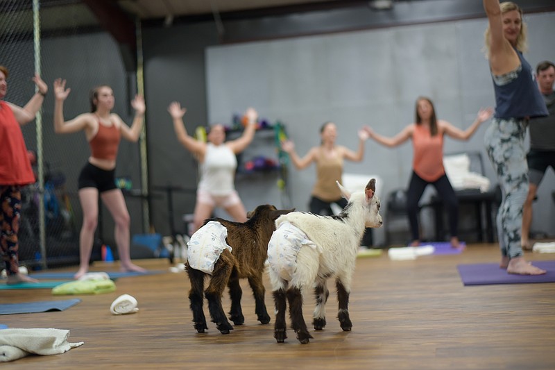 A pair of Nigerian dwarf goats watch along as participants execute yoga poses Saturday, May 14, 2022, at Thrive Yoga Studio in Texarkana, Texas. The event was billed as "a fun, relaxed all-levels flow." About 25 people attended the one-day class. (Staff photo by Erin DeBlanc)