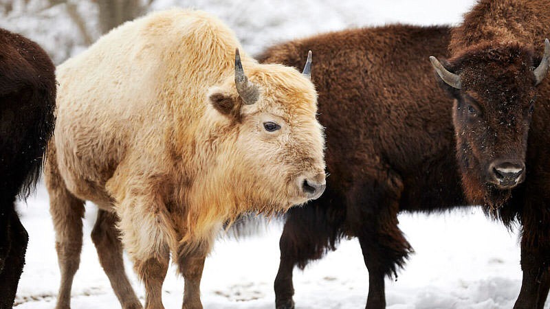 According to the Dogwood Canyon website, Native American teaching says the white bison is a sacred animal. The birth of a white bison was said to “promote prayerful communication between Indigenous people and the Great Spirit” and was also a sign of peace and good fortune. Takoda joined the herd at Dogwood Canyon in the winter of 2020-21.

(Courtesy Photo)