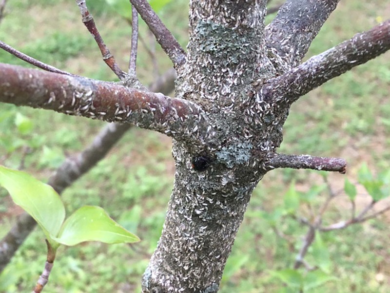 Tiny white scale insects are sucking the sap of this dogwood tree. (Special to the Democrat-Gazette)