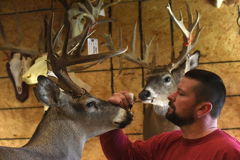 Justin Clark puts the final touches on a white-tail deer at his taxidermy shop near Prairie Grove. Deer keep Clark the busiest, but he has created taxidermy mounts for his customers of nearly every type of game animal.
(NWA Democrat-Gazette/Flip Putthoff)