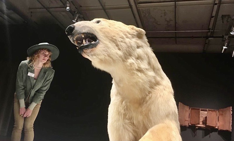 Momentary communications administrative assistant Mary Benchoff gets a close look at “We Dreamt Death,” a conceptual sculpture comprised of a taxidermied polar bear and a polar bear rug by Nicholas Galanin, a Tlingit-Unangax Indian artist from Alaska whose work is featured in the new exhibit “A Land Divided.” (Arkansas Democrat-Gazette/Philip Martin)