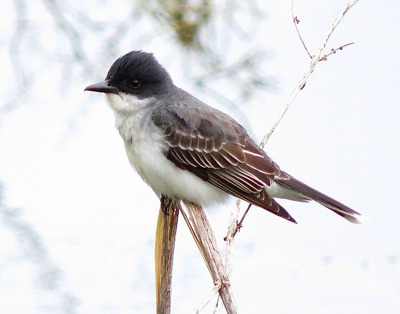 Westside Eagle Observer/RANDY MOLL
An eastern kingbird perches along the edge of SWEPCO Lake in Gentry on Sunday. The birds usually feed on insects, fruits and sometimes frogs.