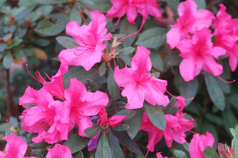 Azaleas don't necessarily require annual pruning, but if yours need some, do it in the spring after the flowers fall. 
(Special to the Democrat-Gazette/Janet B. Carson)