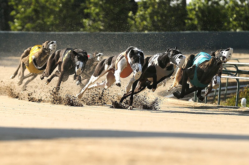 Greyhounds race out of a turn on Monday, May 9, 2022, at Southland Casino Racing in West Memphis. 
More photos at www.arkansasonline.com/515southland/
(Arkansas Democrat-Gazette/Thomas Metthe)