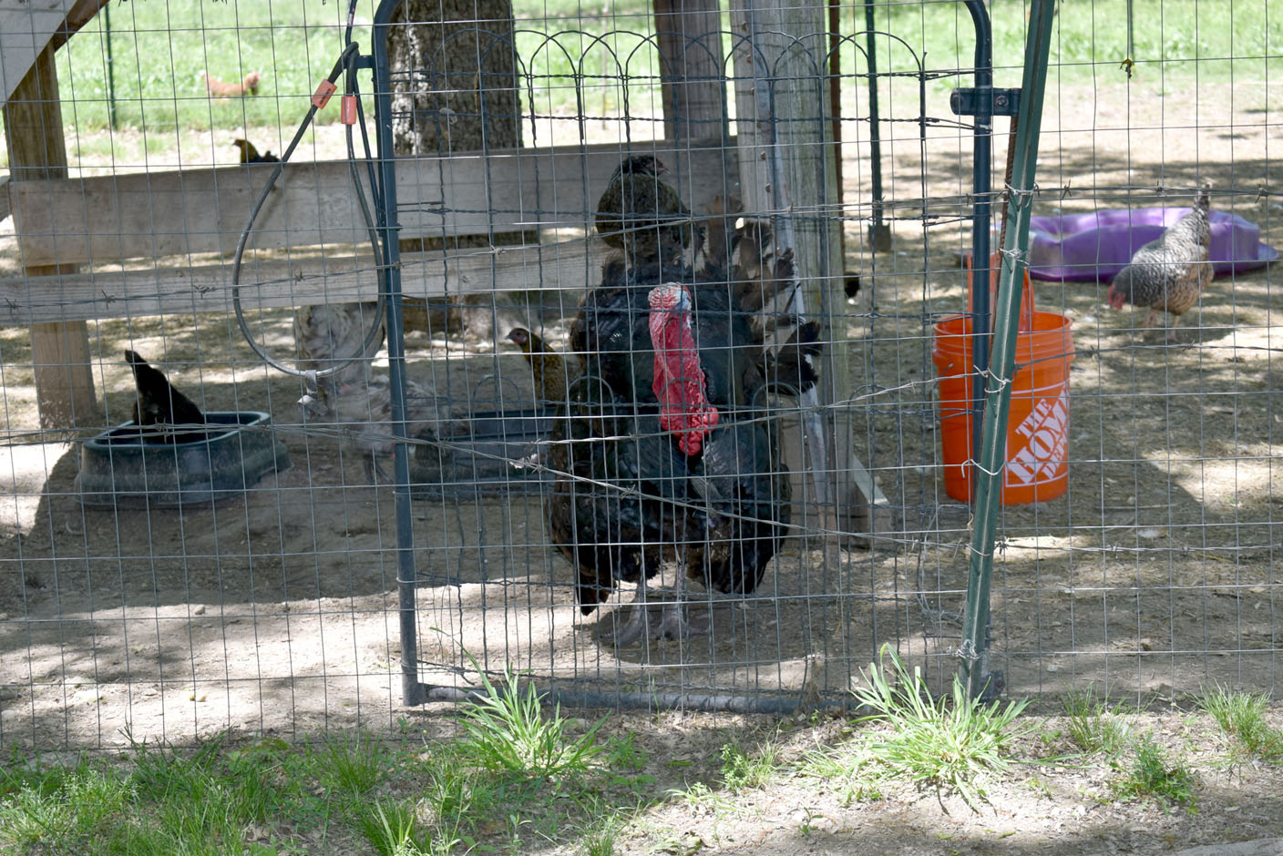 Price Family Has Diverse Hobby Farm