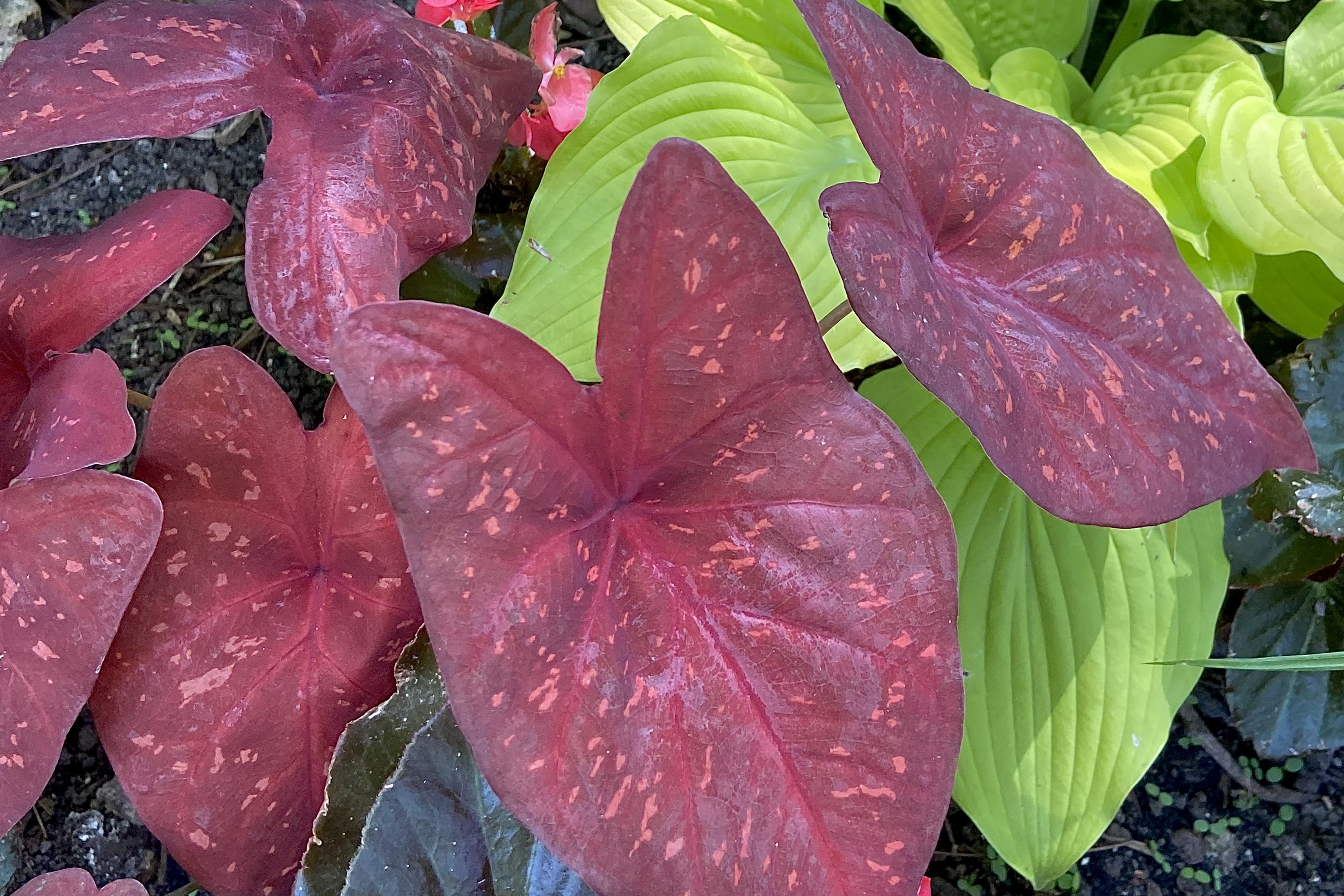 Heart to Heart caladium a bold garden choice - Vimarsana News