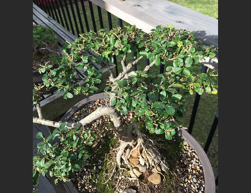 Bonzai  Bonsai garden, Plants, Micro garden